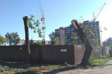 Прокуратура Могилева наказала начальников ЖЭУ за обрезку деревьев «под пень»