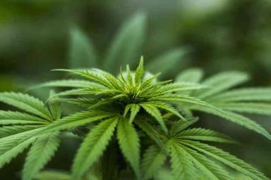 В Литве могут легализовать марихуану