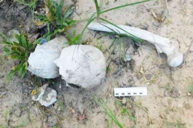 В Кобрине грибник обнаружил костные останки 70-летней давности