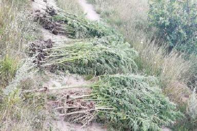 В Березовском районе уничтожили около полутонны конопли