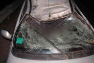 В Витебском районе легковушка столкнулась с лосем. СК ищет очевидцев