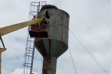 В Гомельской области спасали аиста, повисшего вниз головой на водонапорной башне