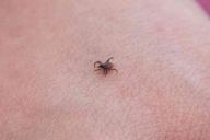 Армия США пустила в ход боевых клещей