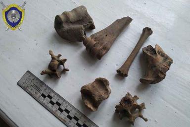 В Слониме на чердаке библиотеки нашли костные останки