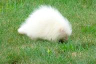 В США обнаружили загадочное пушистое существо