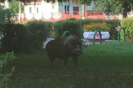 В Мозыре по улицам бегали дикие кабаны