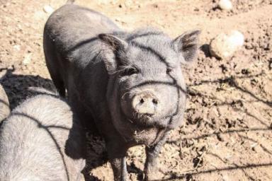 Беларусь ограничила ввоз свинины из Бразилии