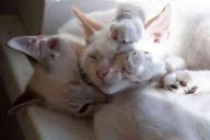 Ученые доказали, что люди-жаворонки убивают людей-сов