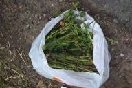 В Горецком районе задержали заготовителей маковой соломки