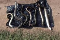 Под Мяделем орудовали браконьеры-угреловы 