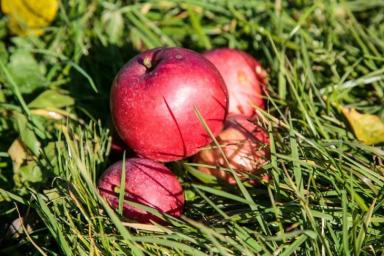 Запретный плод. Россельхознадзору все же нравятся белорусские яблоки