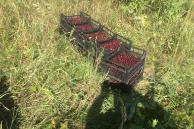 Студенты колледжа за ночь собрали 91 кг вишни в чужом саду под Могилевом