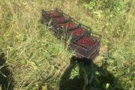 Студенты колледжа за ночь собрали 91 кг вишни в чужом саду под Могилевом