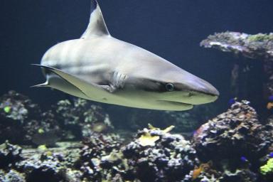 Крошечные и светятся в темноте: ученые открыли новый вид акул