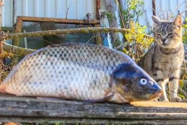 Арендатор-рыбовод из Барановичского района попался на браконьерстве