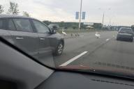В Минске лебеди, переходившие через дорогу, остановили движение на проспекте Победителей
