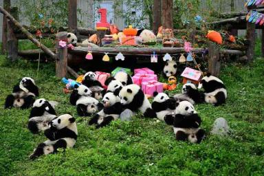 Зверский отдых. Толпа гигантских панд закатила грандиозную вечеринку