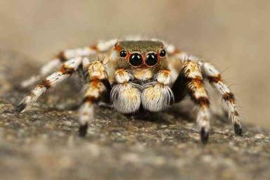 Ученые раскрыли секрет паука, плетущего самую прочную паутину в мире