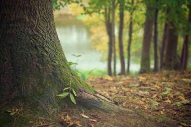 Эксперты выяснили, что деревья помогают справляться со стрессом