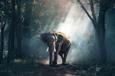 Ученые: вымирание слонов повысит уровень углекислого газа в атмосфере