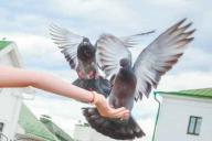 В Минске появилась голубиная почта