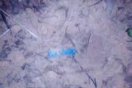 Проблемы с психикой. В Минске поймали опасного наркоторговца