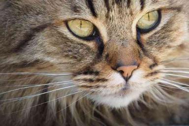 Ученые рассказали, как сделать кошек гипоаллергенными