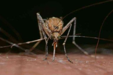 Специалисты рассказали, какие люди для комаров являются самыми аппетитными