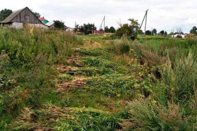 Более полутонны конопли уничтожили в Березовском районе