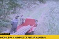 «Спиливают деревья в онлайн-режиме»: В лесхозах рассказали, как фотоловушки помогают поймать нарушителей