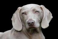 Собака встала под пулю ради спасения хозяина