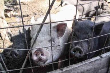 Беларусь и Россия будут жестче контролировать свиней из ЕС