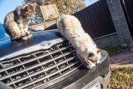 Кошка, застрявшая под капотом авто, стала причиной пробки в центре Минска