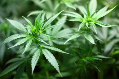 В Бобруйске у подростка обнаружили более 80 граммов марихуаны