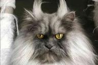 Хмурый вид и озлобленная морда. Кот стал новой звездой социальных сетей