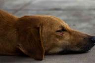 «Хотелось любви». Мужчина до смерти изнасиловал свою собаку