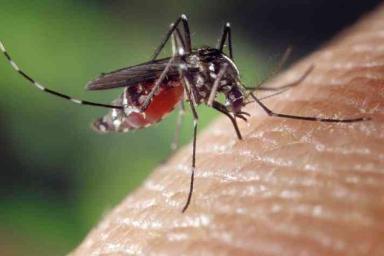 Ученые обнаружили комаров, укус которых вызывает смертельный отек мозга