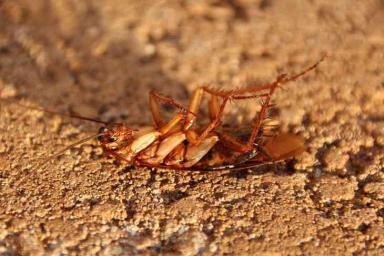 Ученый объяснил, почему человечество не сможет избавиться от тараканов