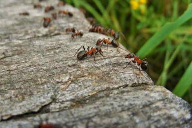 Как избавиться от муравьев народными средствами