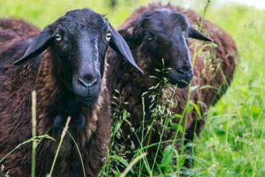 Суд вынес приговор компании, укравшей отару овец в Шарковщинском районе