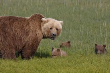 Грибников предупреждают: медведица с медвежонком были замечены под Логойском