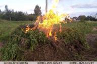 Свыше 700 кг конопли уничтожили в Мозырском районе