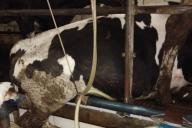 Ферму под Горками, где показали мертвых телят и тощих коров, проверяет руководство области