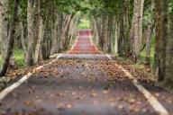 Деревья тоже умеют спать: результаты исследования