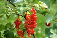 Зачем и как летом обрезать красную смородину и крыжовник