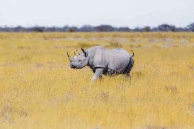 В зоопарке Сан-Диего родился первый белый носорог «из пробирки»