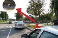 Курьезное ДТП в Столине. Виновником аварии оказался... аист