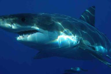 В США пойманная акула отомстила рыбаку – кадры 