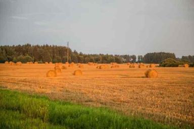 Белорусские аграрии намолотили более 4,5 миллиона тонн зерна