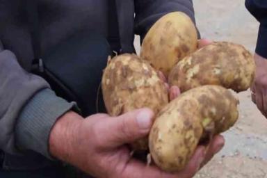 Под Витебском мужчина накопал на фермерском поле картошки и закопал там ключи от дома